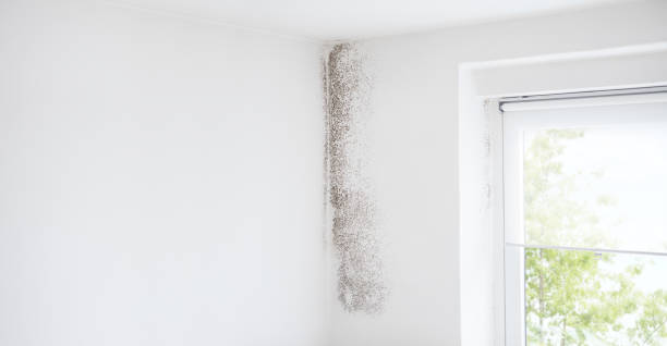 Professional Mold Removal in Hebron, IL